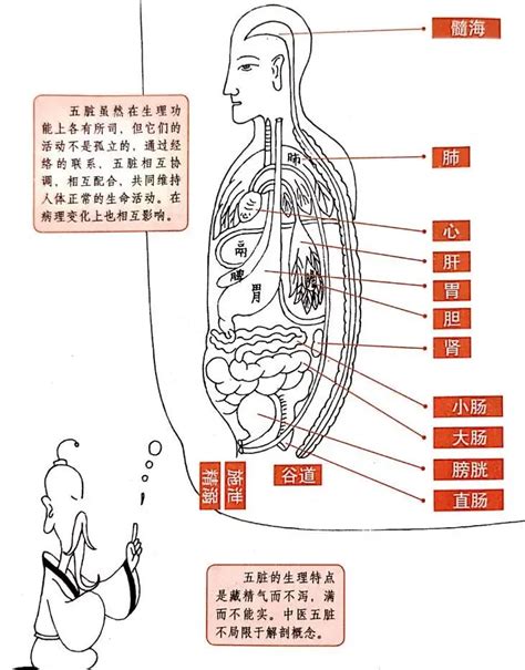 五腑|五臟六腑